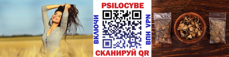 где купить наркотик  Чкаловск  Псилоцибиновые грибы Psilocybe 